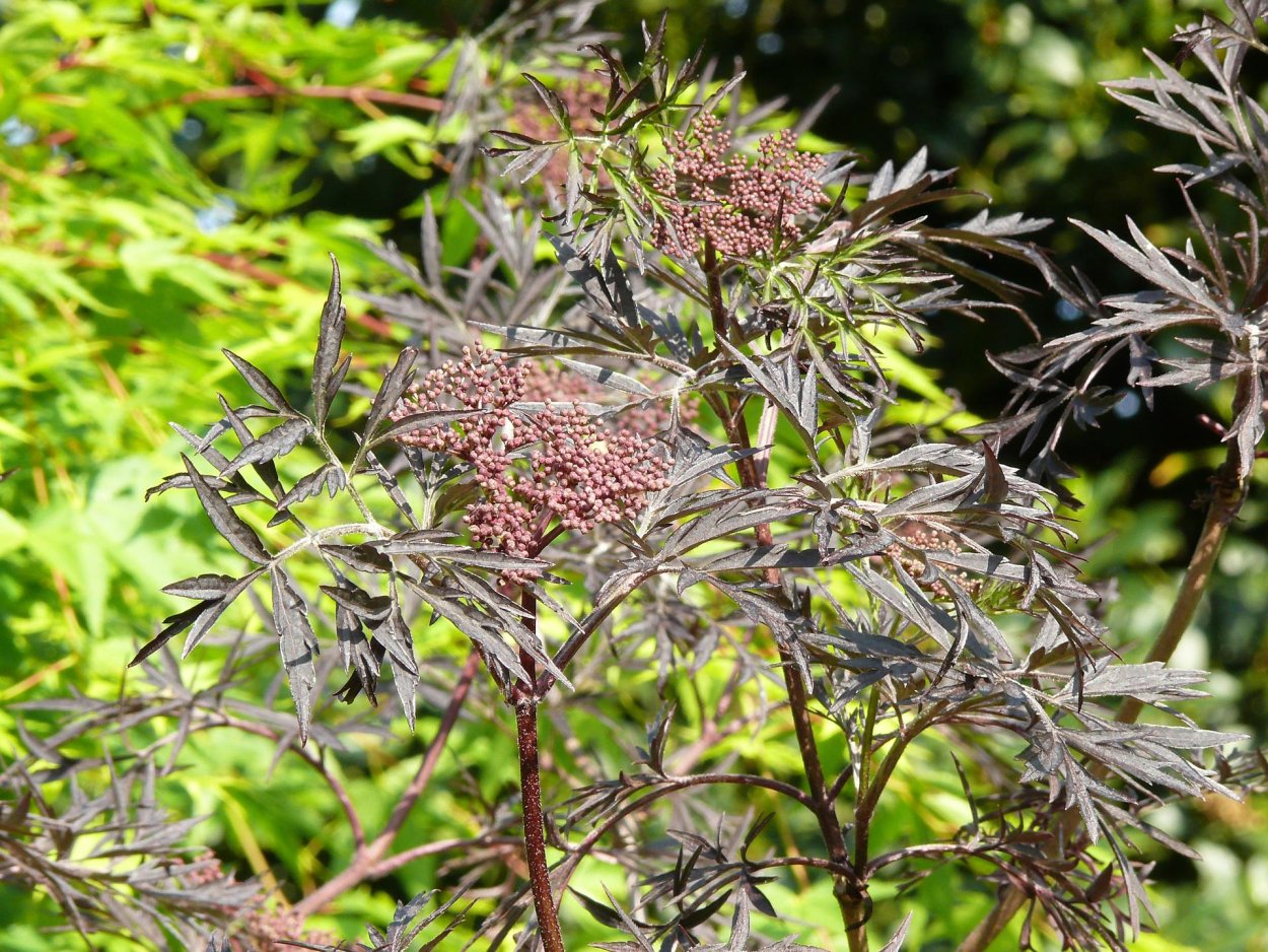 Бузина Сибирская плоды