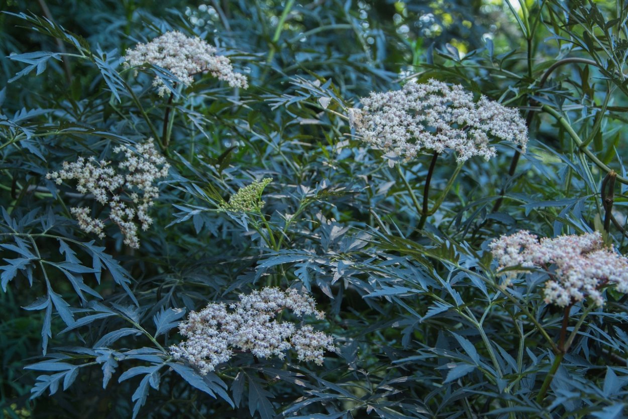 Бузина куст