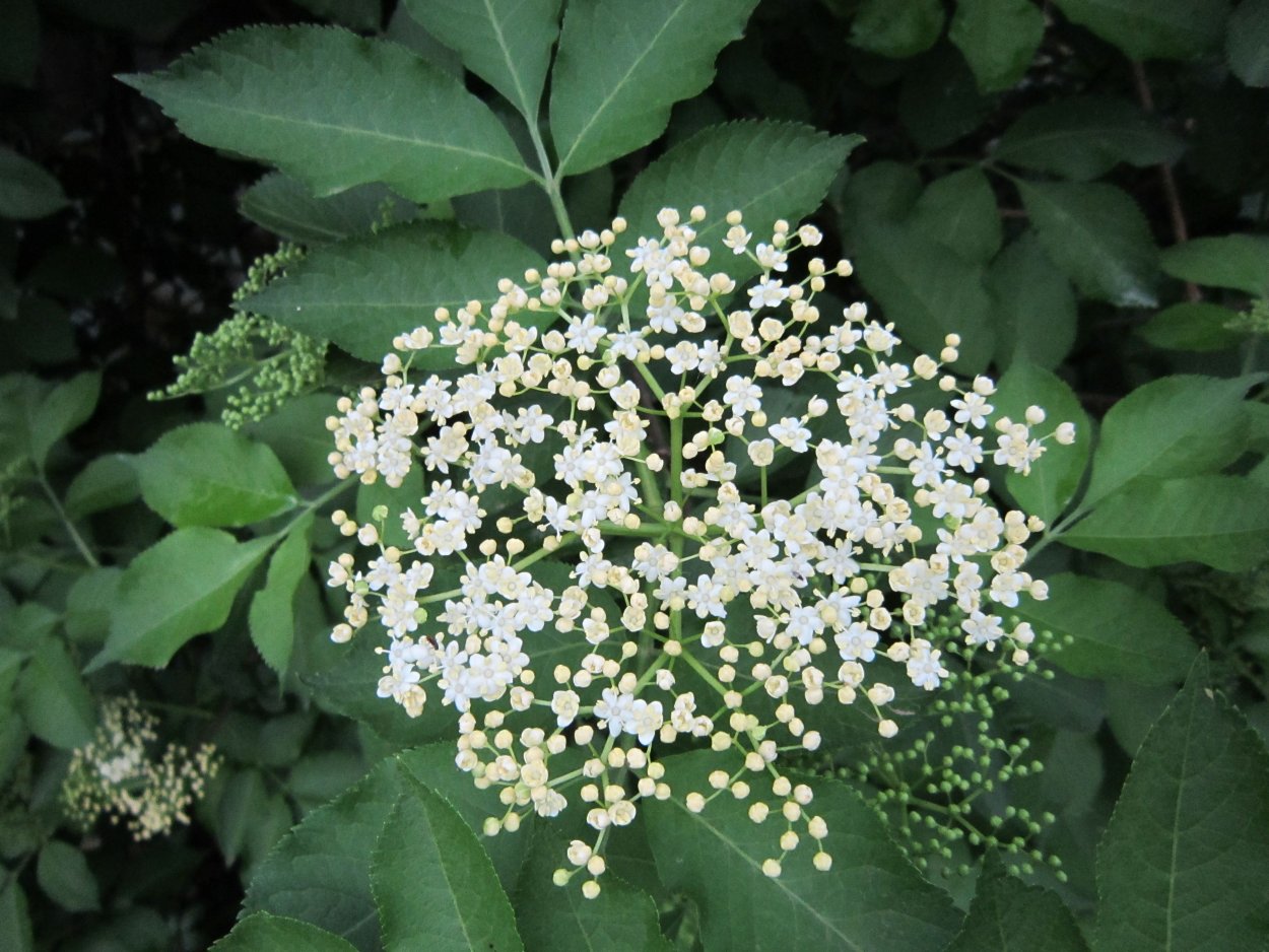 Бузина черная Ботанический рисунок