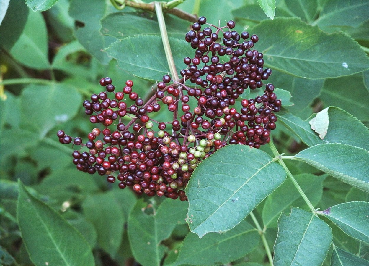 Бузина растение