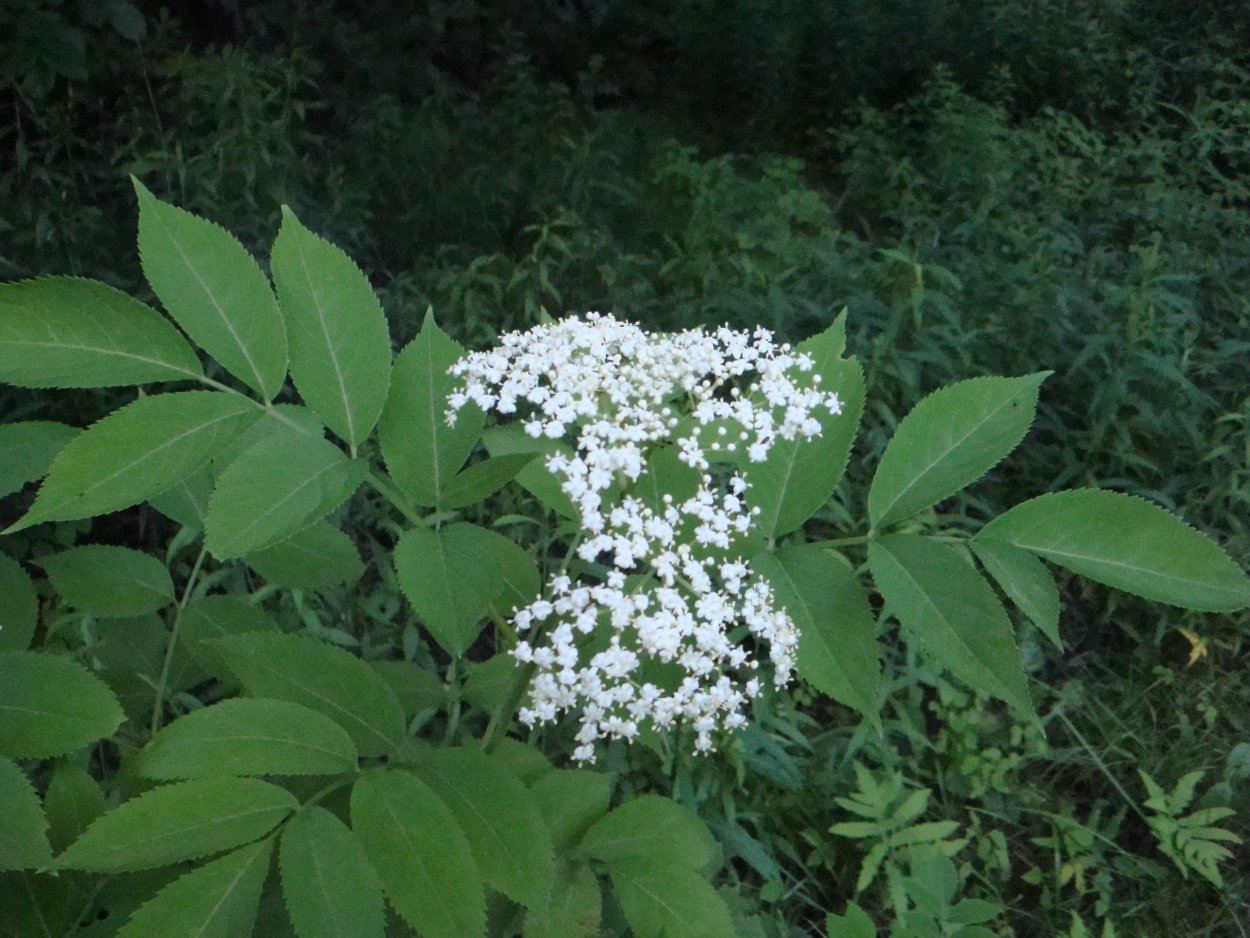 Бузина декоративная