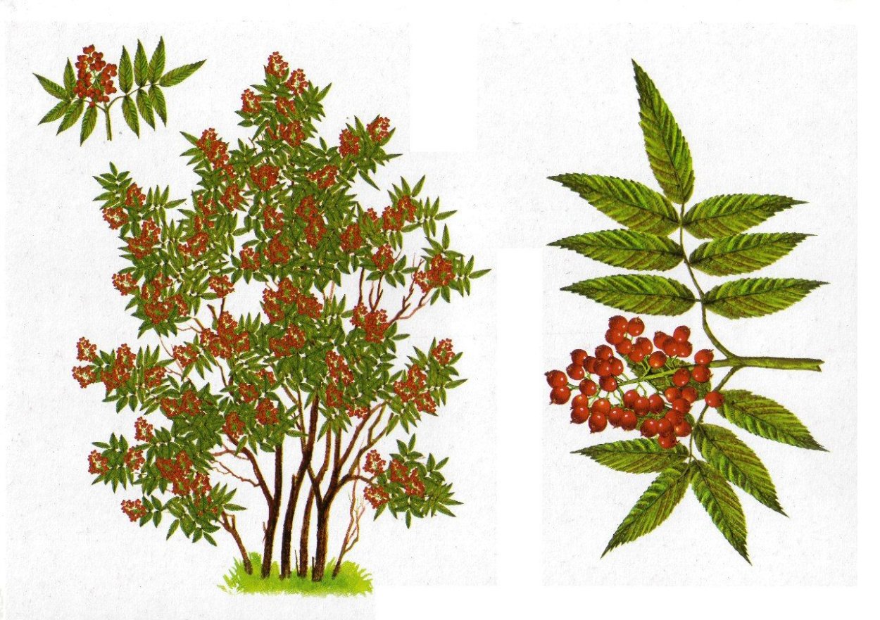 Бузина черная (Sambucus nigra)