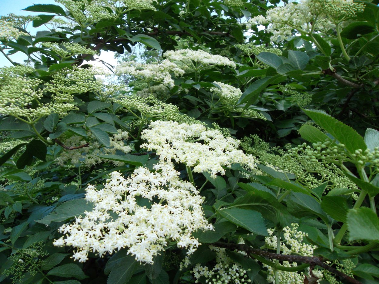 Бузина чёрная Блэк Лэйс