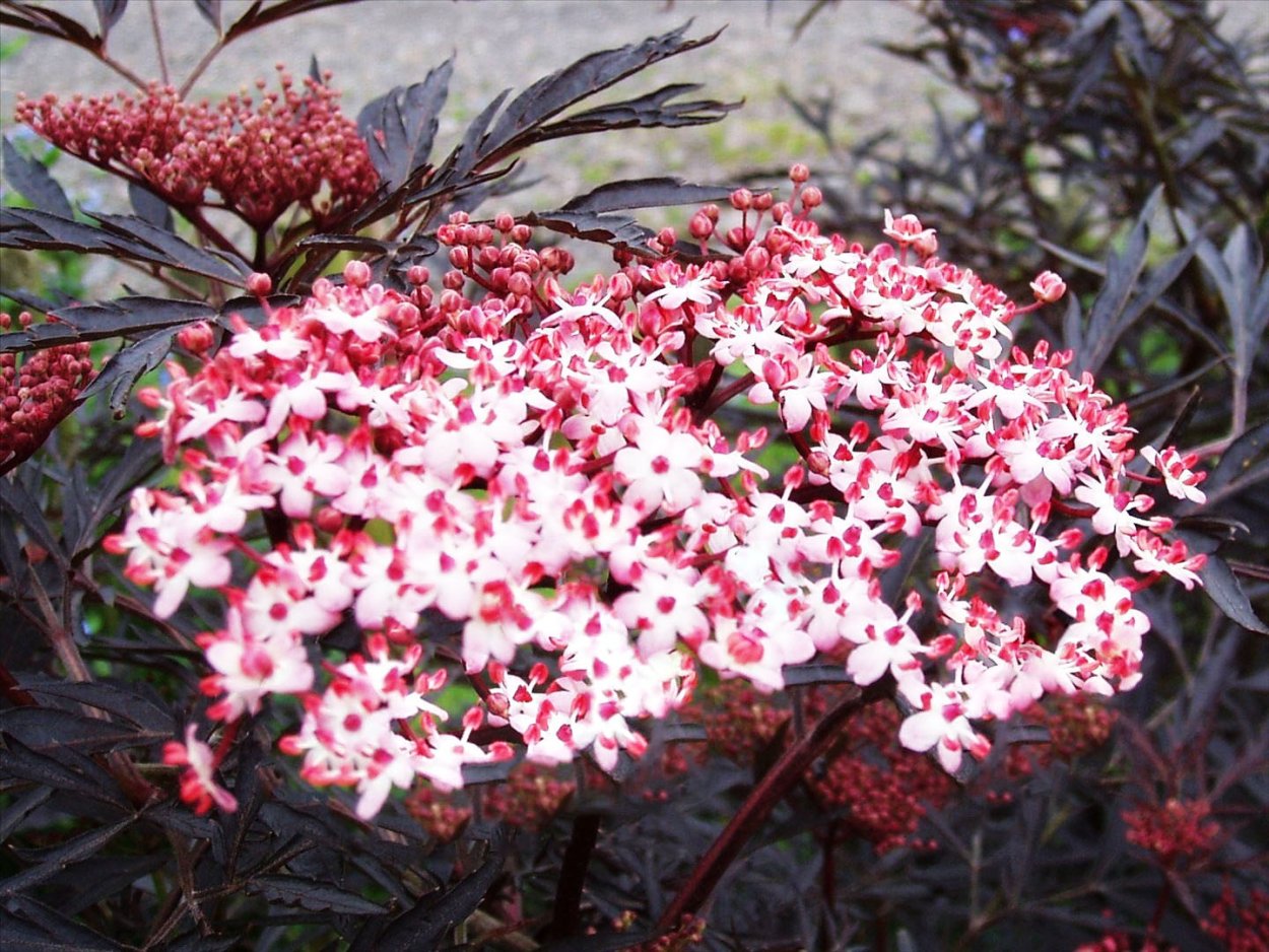 Sambucus nigra Aurea