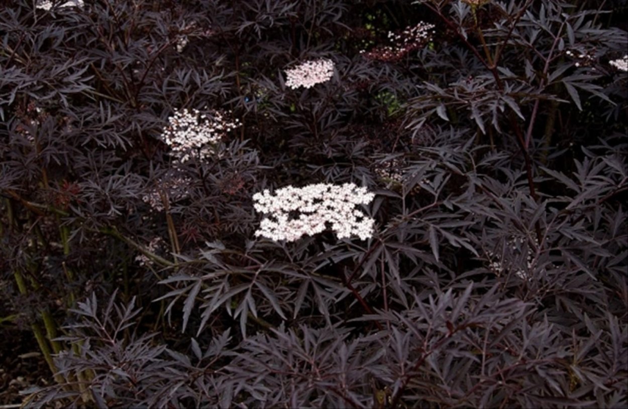 Бузина Блэк Бьюти