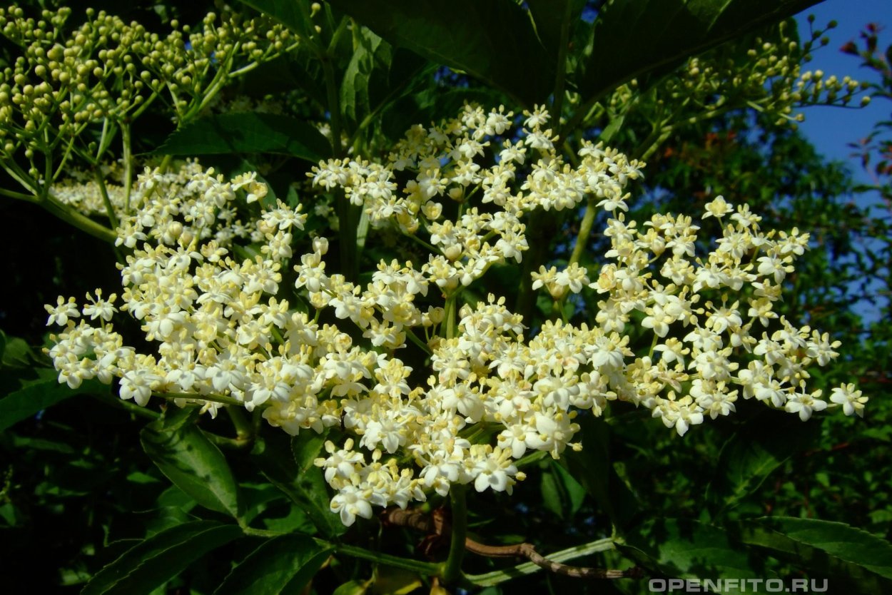 Бузина красная кистистая