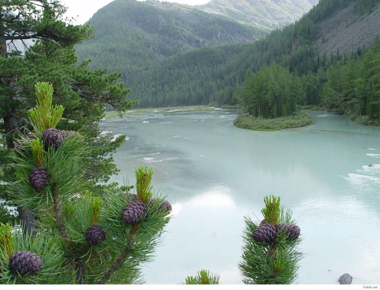 Природа Красноярского края Тайга