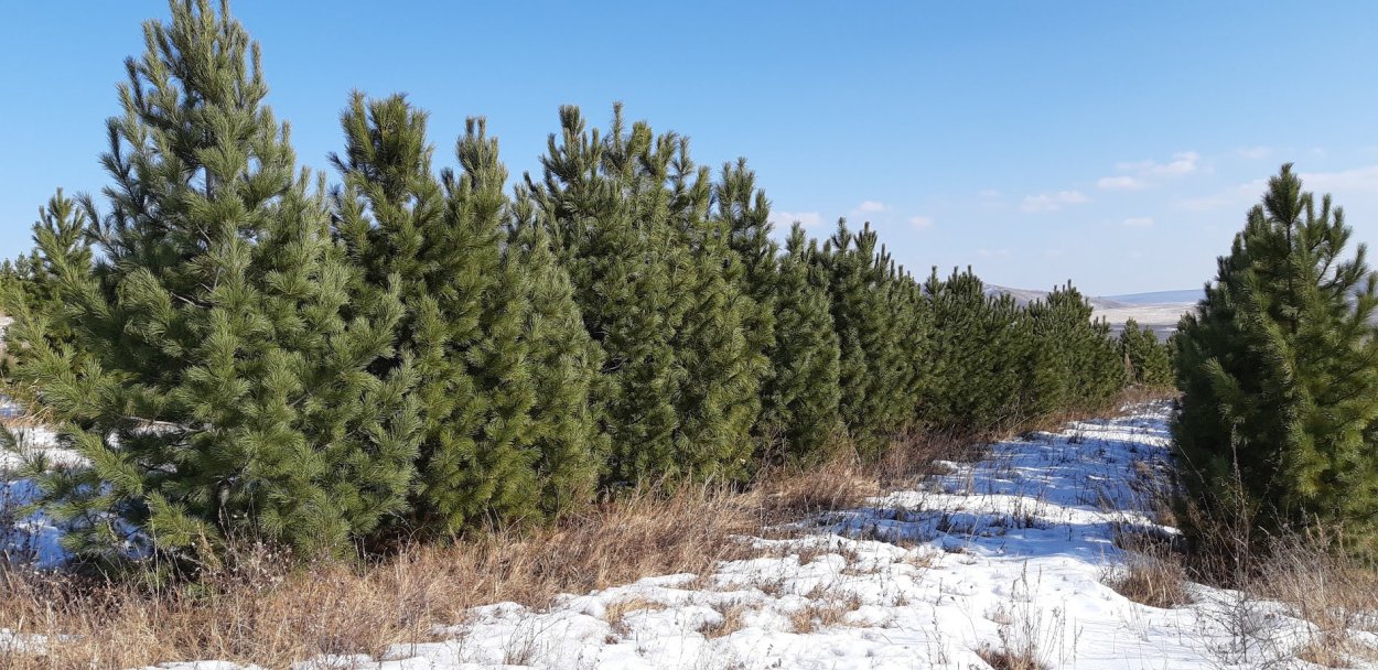 Лиственница описание