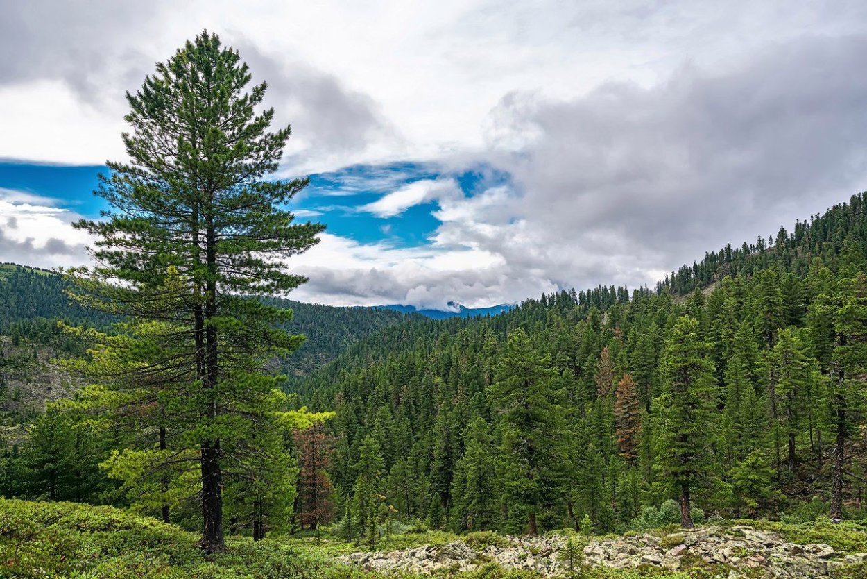Хамар-Дабан Кедровая Тайга