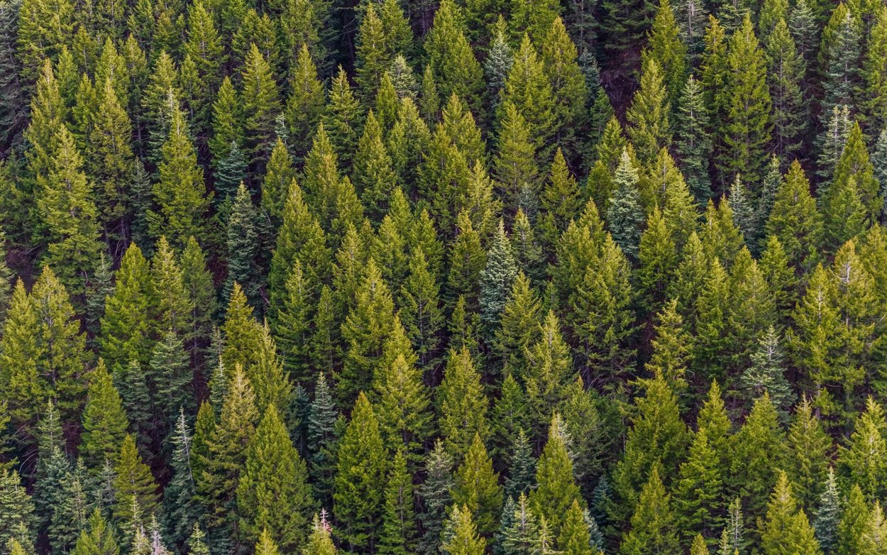 Брусника куст с ягодами