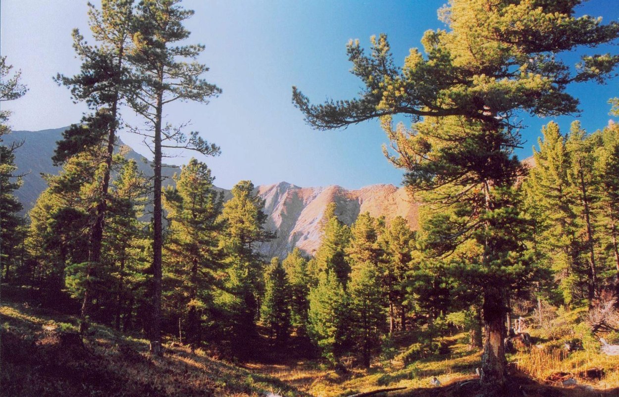 Алтайский заповедник кедры