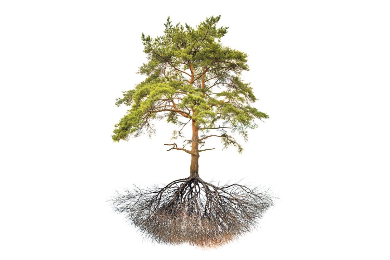 Растения тайги брусника