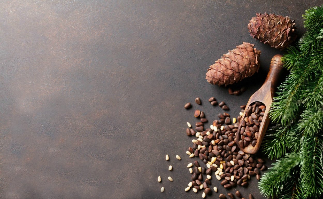 Кедр Сибирский хвоинки