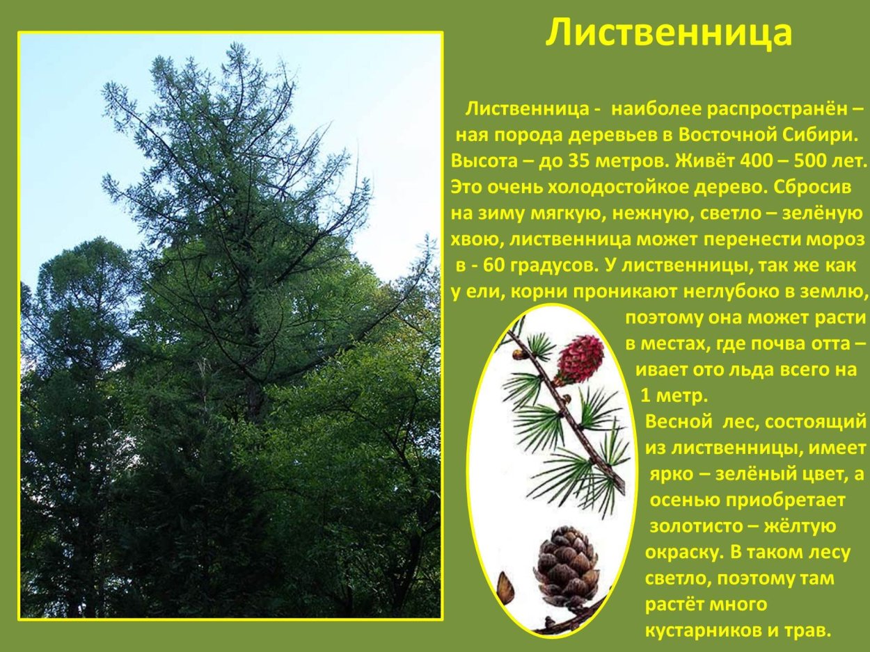 Лиственница Сибирская Бригантина