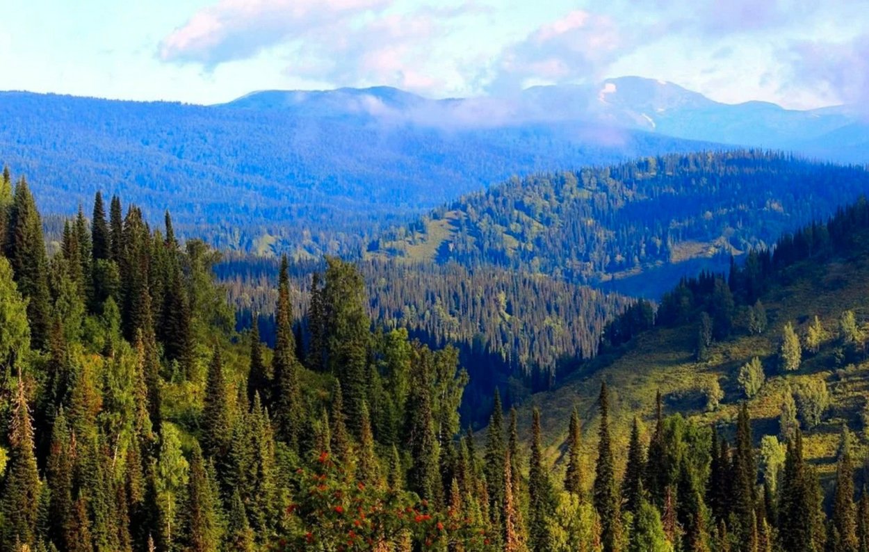 Крупномер кедр Сибирский