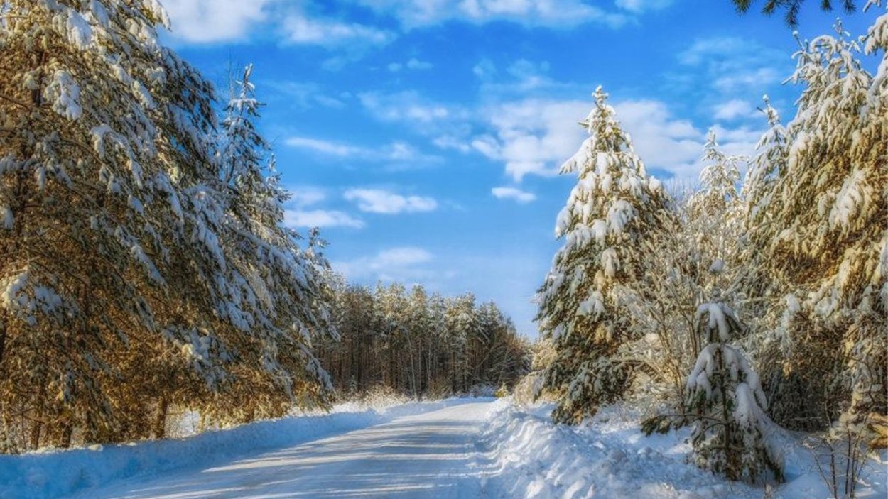 Ель обыкновенная Конка