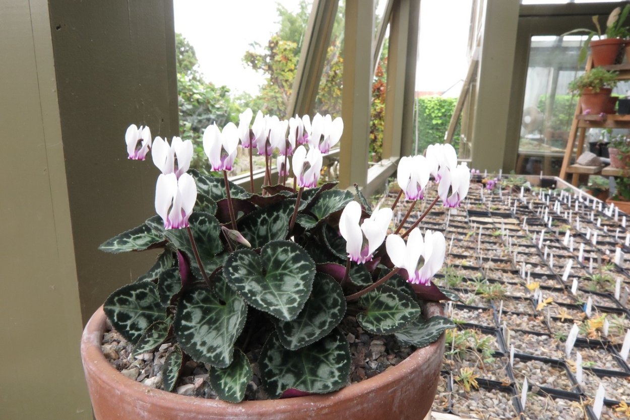 Цикламен на подоконнике