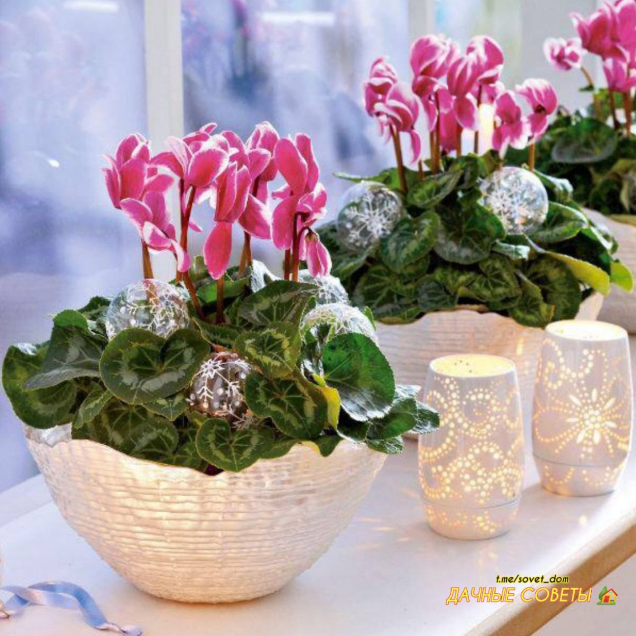 Цикламен цветок семенами