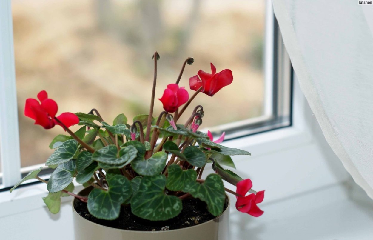 Цикламены в снегу