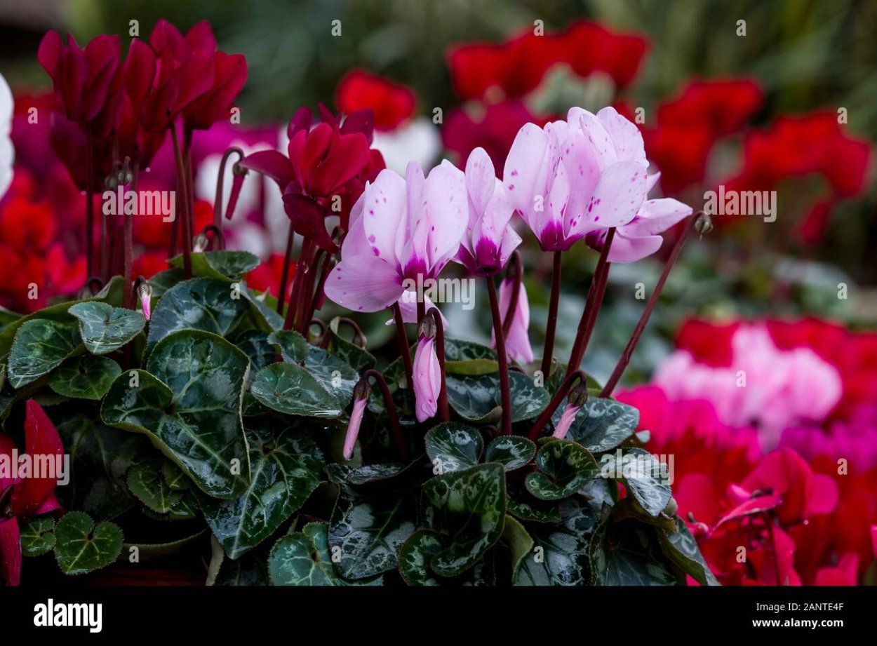 Цикламен персидский