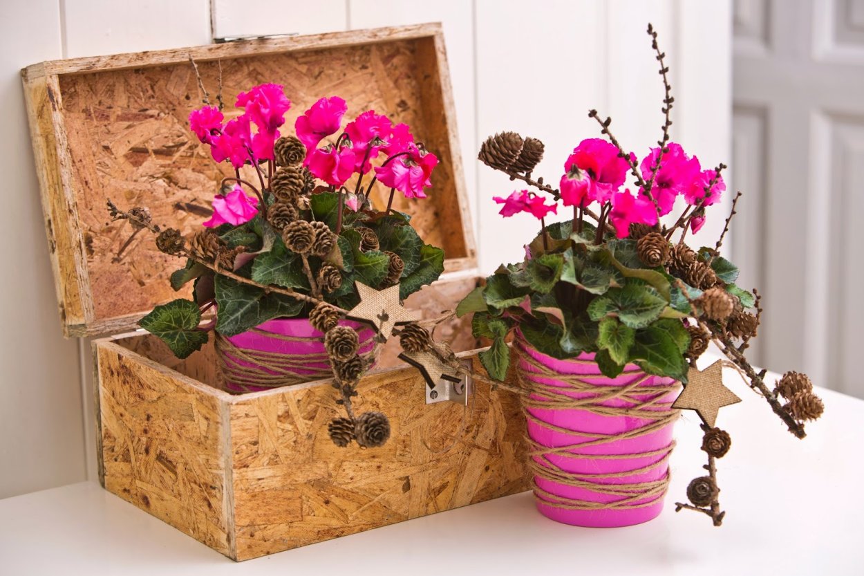 Цикламен косский