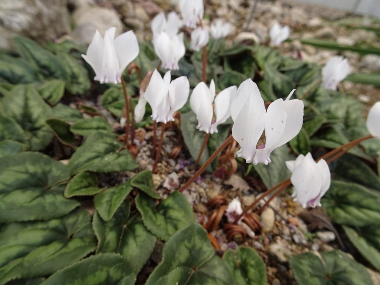 Цикламен Альпийская фиалка