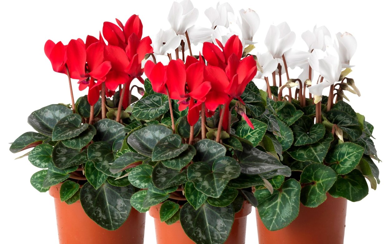 Цикламен Кузнецова (Cyclamen Kuznetzovii)