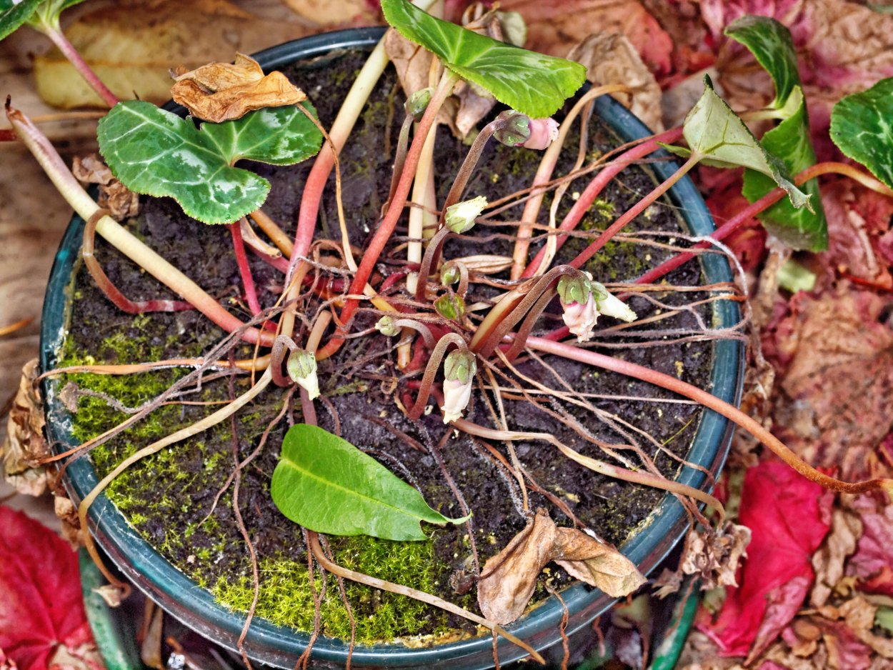 Цикламен Рембрандт