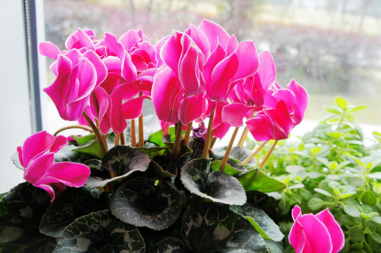 Цикламен цветок