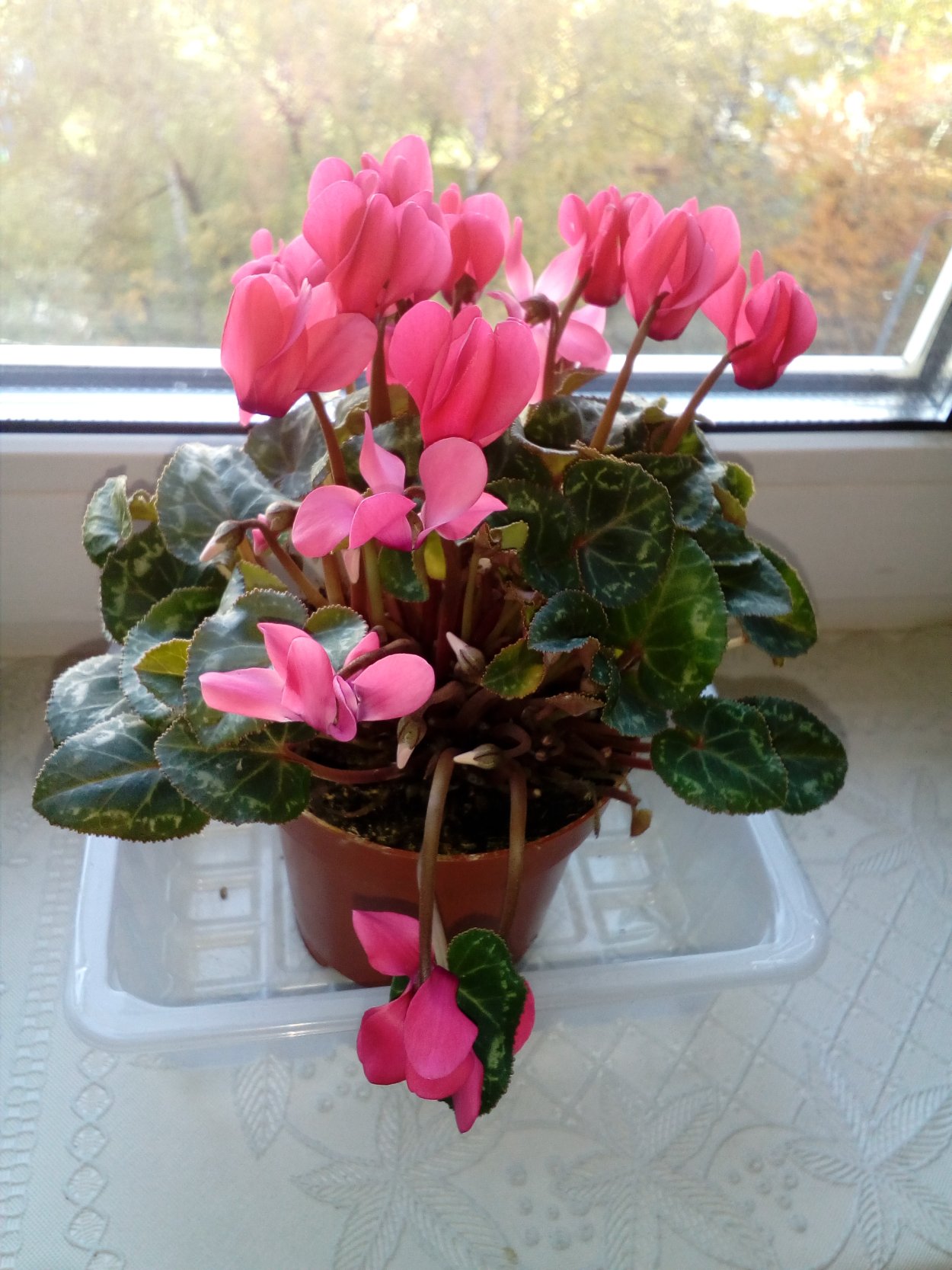 Цикламен патио