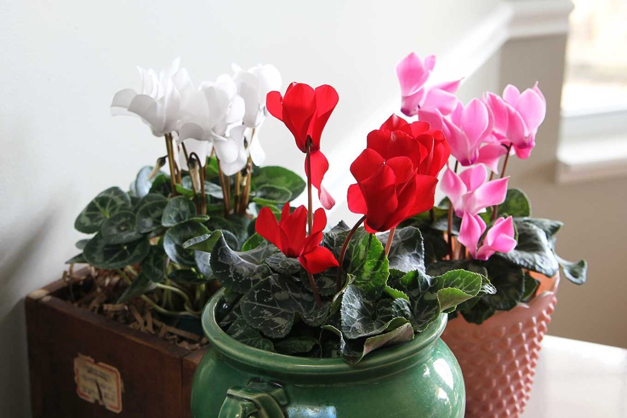 Цикламен миди