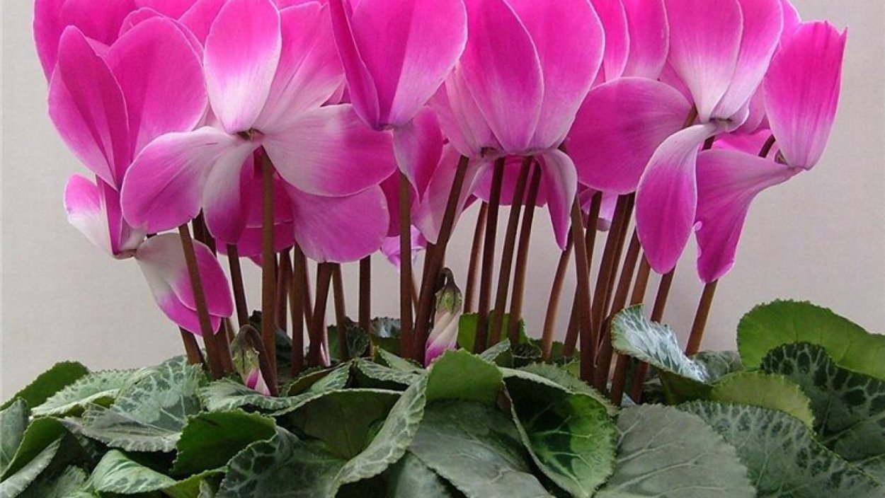 Цикламен косский гибрид