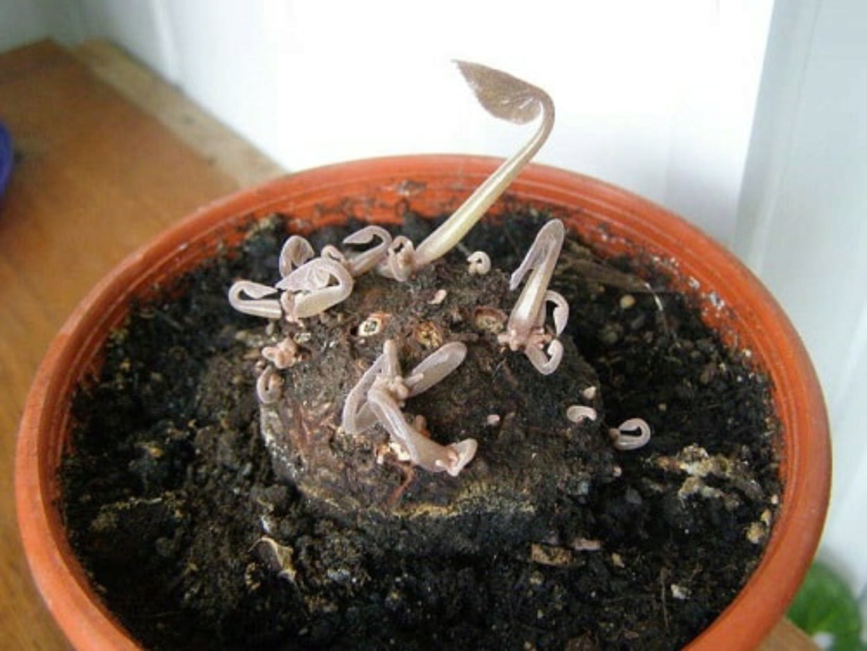 Гибриды цикламена