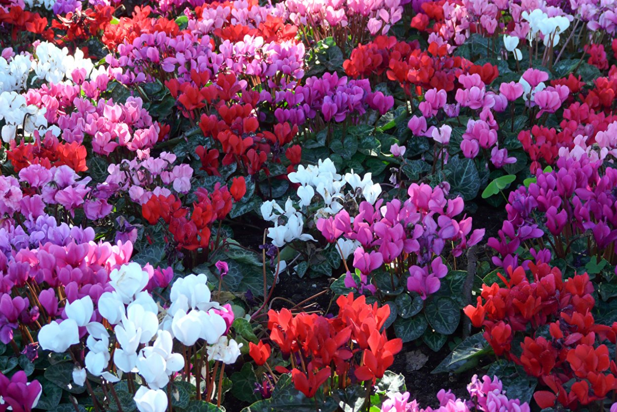 Цикламен корень