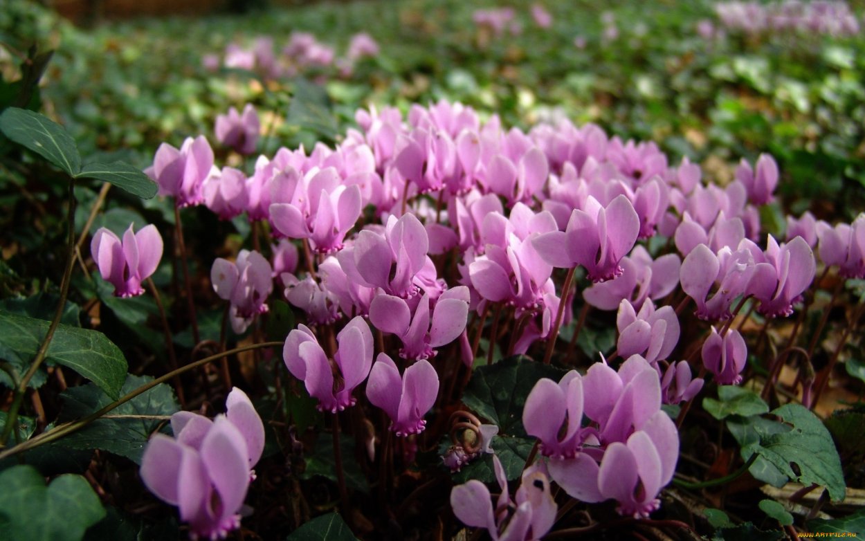 Цикламен косский семена