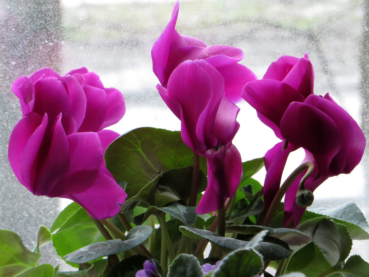 Цикламен персидский Рой