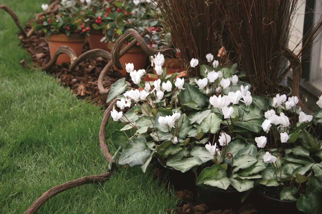 Цикламен персидский сердце мегаполиса