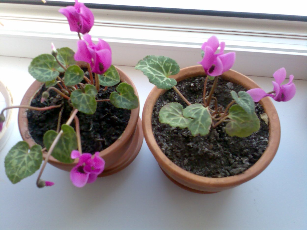 Cyclamen House Plant