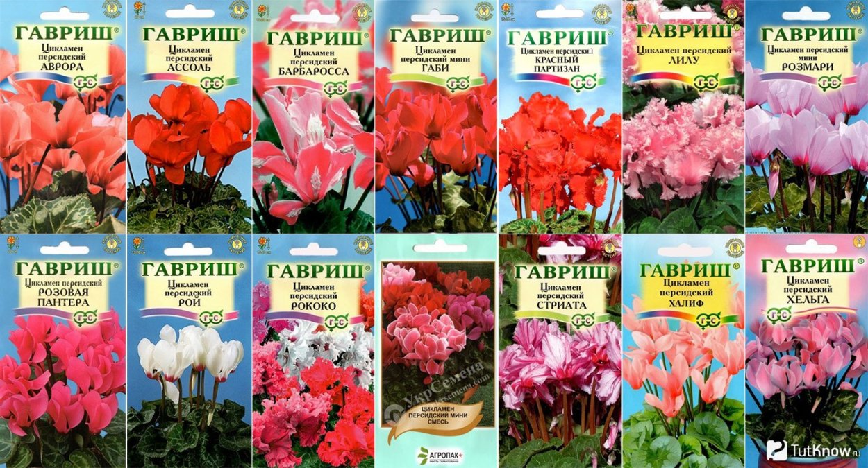 Цикламен Киликийский