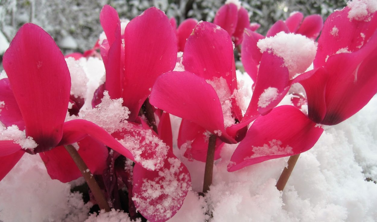 Цикламен в оранжерее