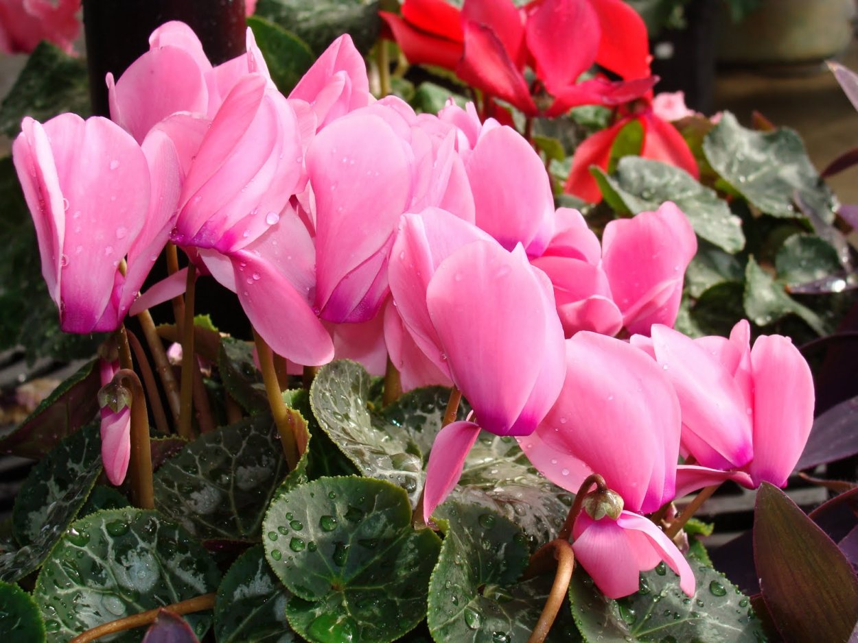 В Крыму цикламены и подснежники 2021