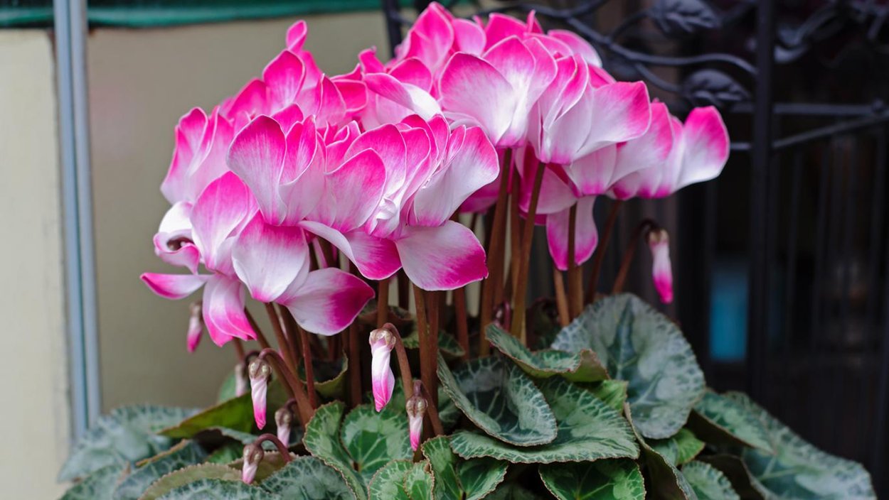 Цикламен в период покоя