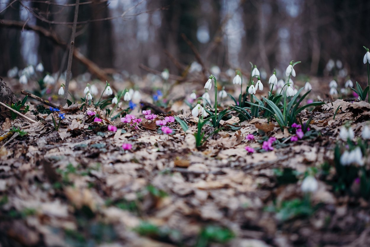 Цикламен цветок голубой