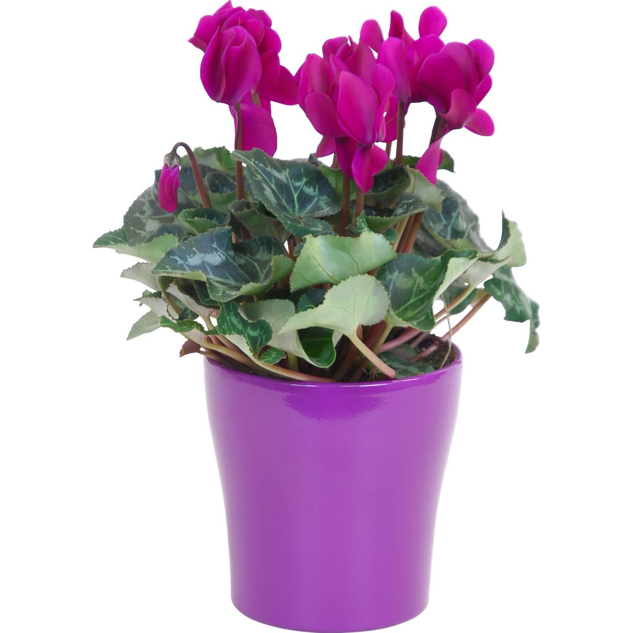 Цикламен персидский Ванесса