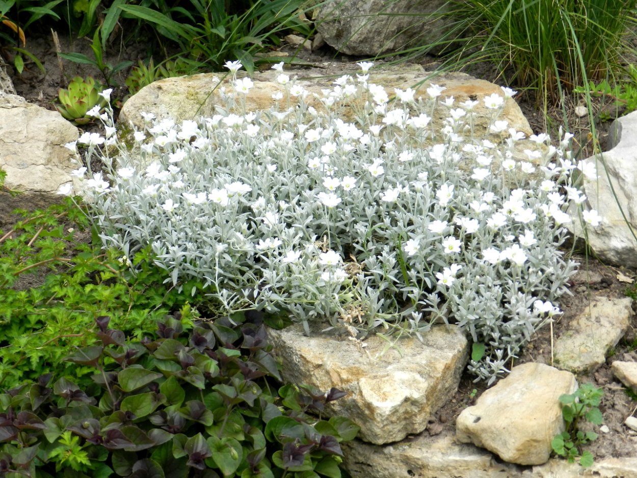 Ясколка войлочная (Cerastium tomentosum)