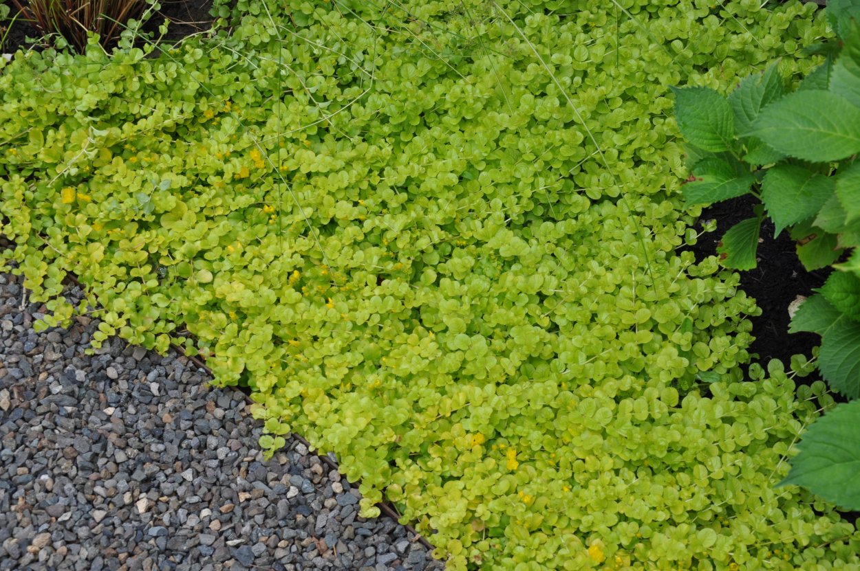 Вербейник монетчатый