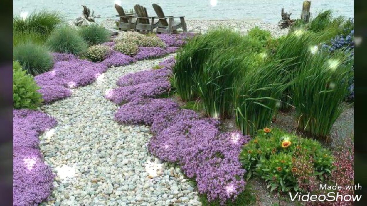 Флокс шиловидный бордюр