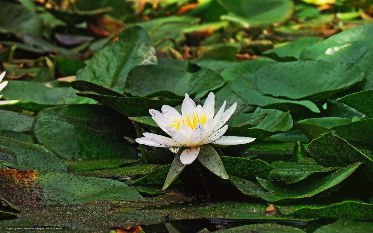 Гидрофиты кувшинка