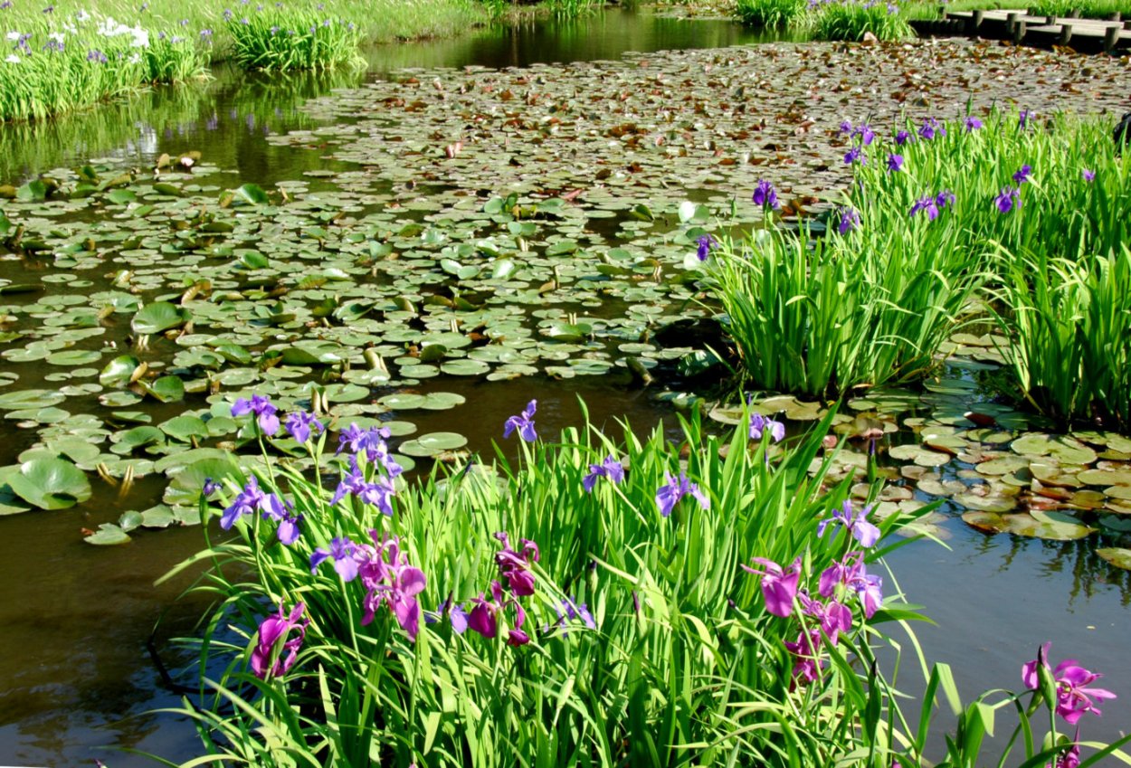 Кубышка кувшинка стрелолист