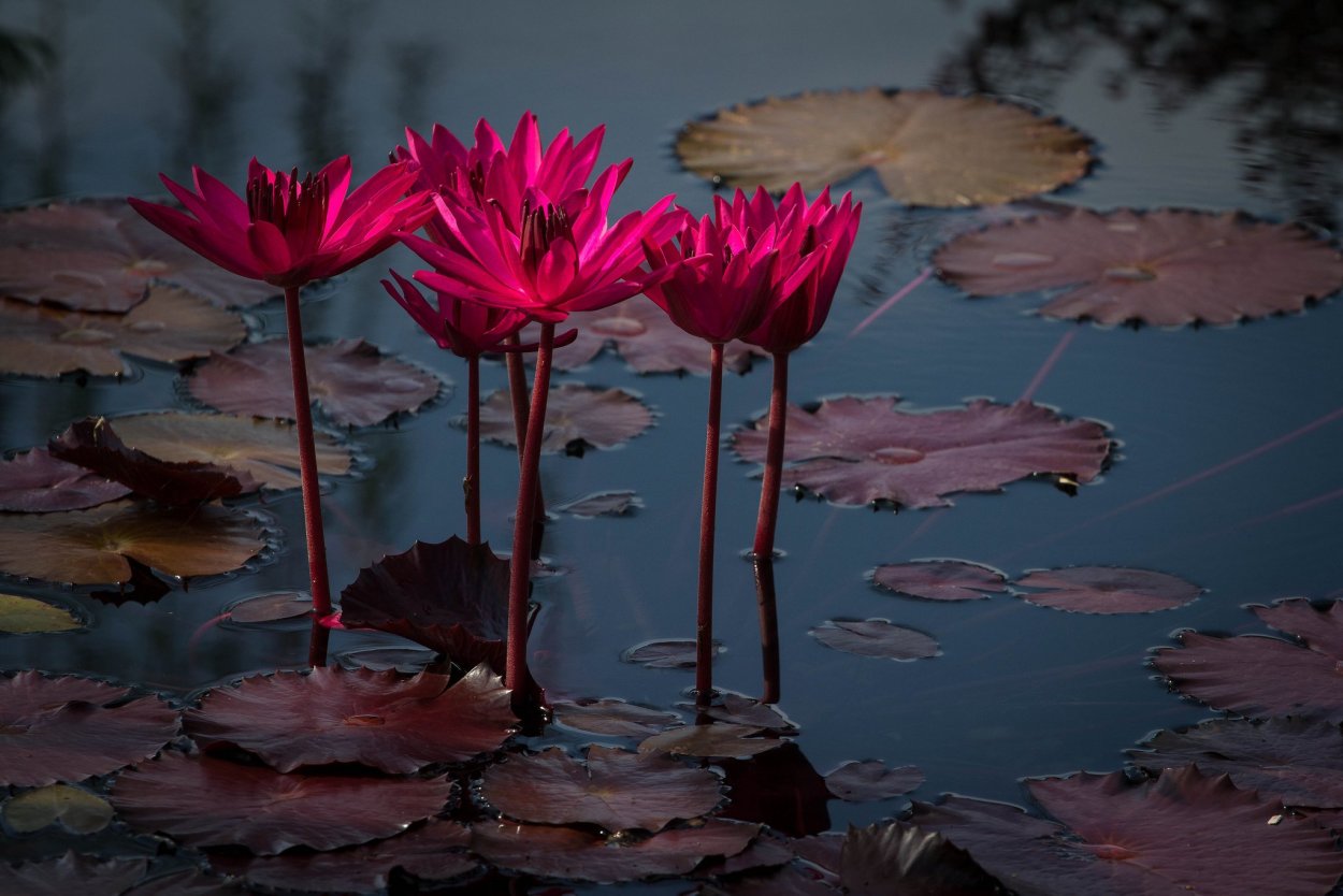 Красная книга РФ кувшинка